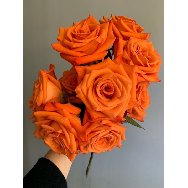 Mawar Orange