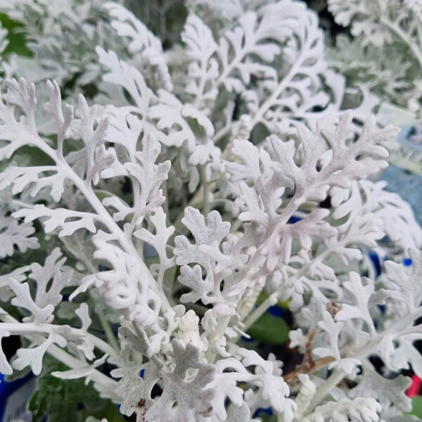 Silver Dust