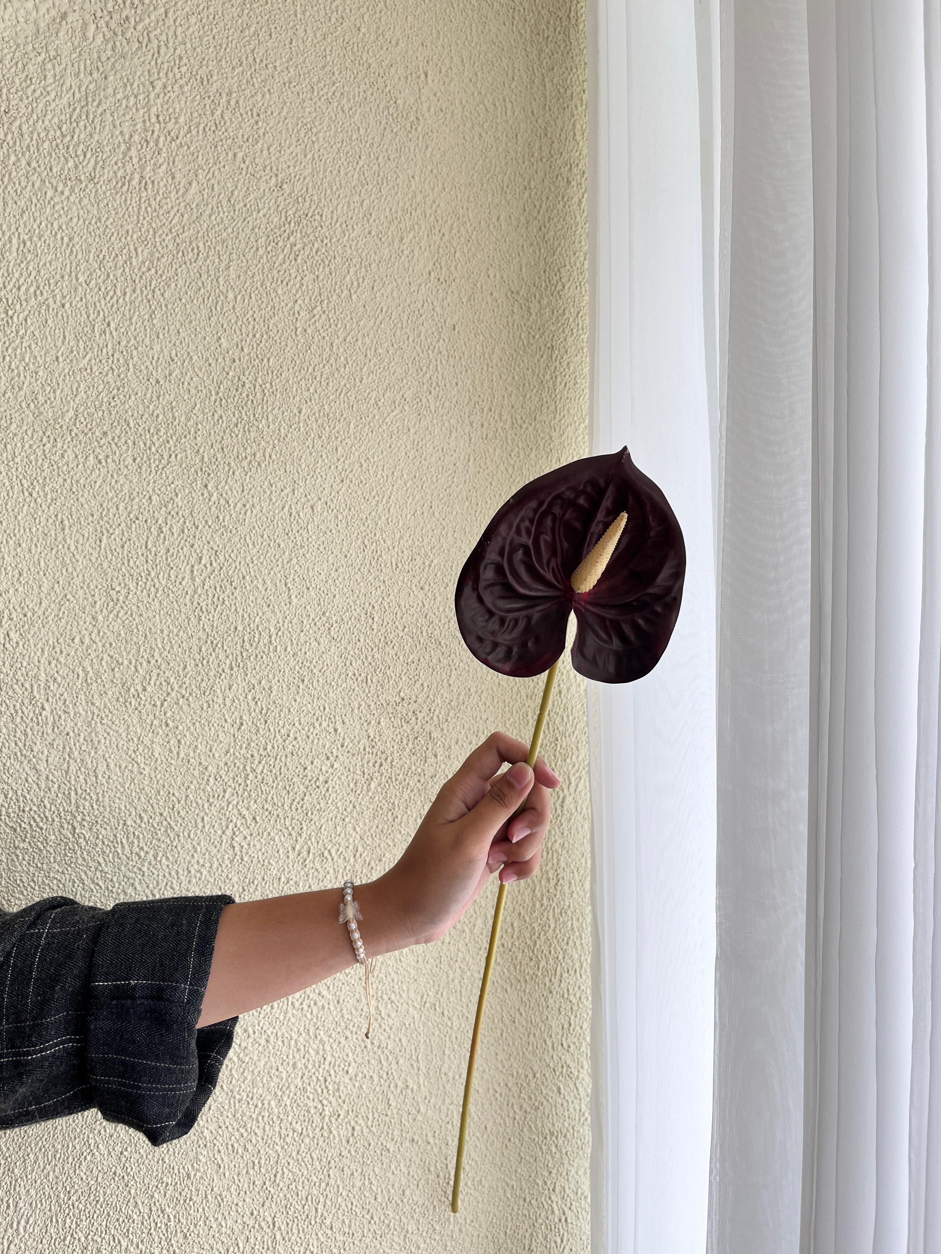 Anthurium Coklat