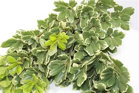 Pitosporum