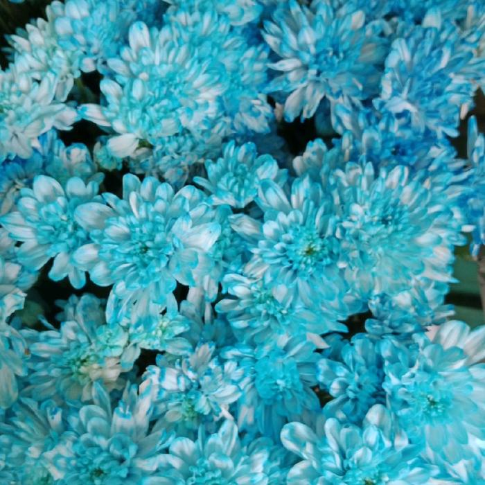 Aster jimla biru petani