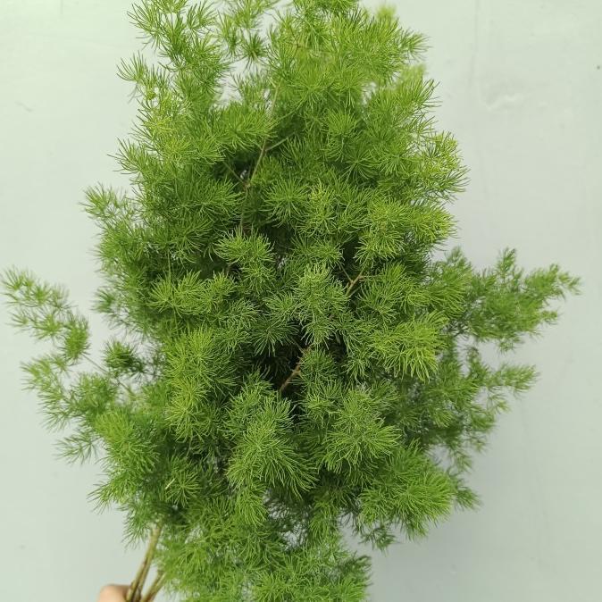 Asparagus Bintang
