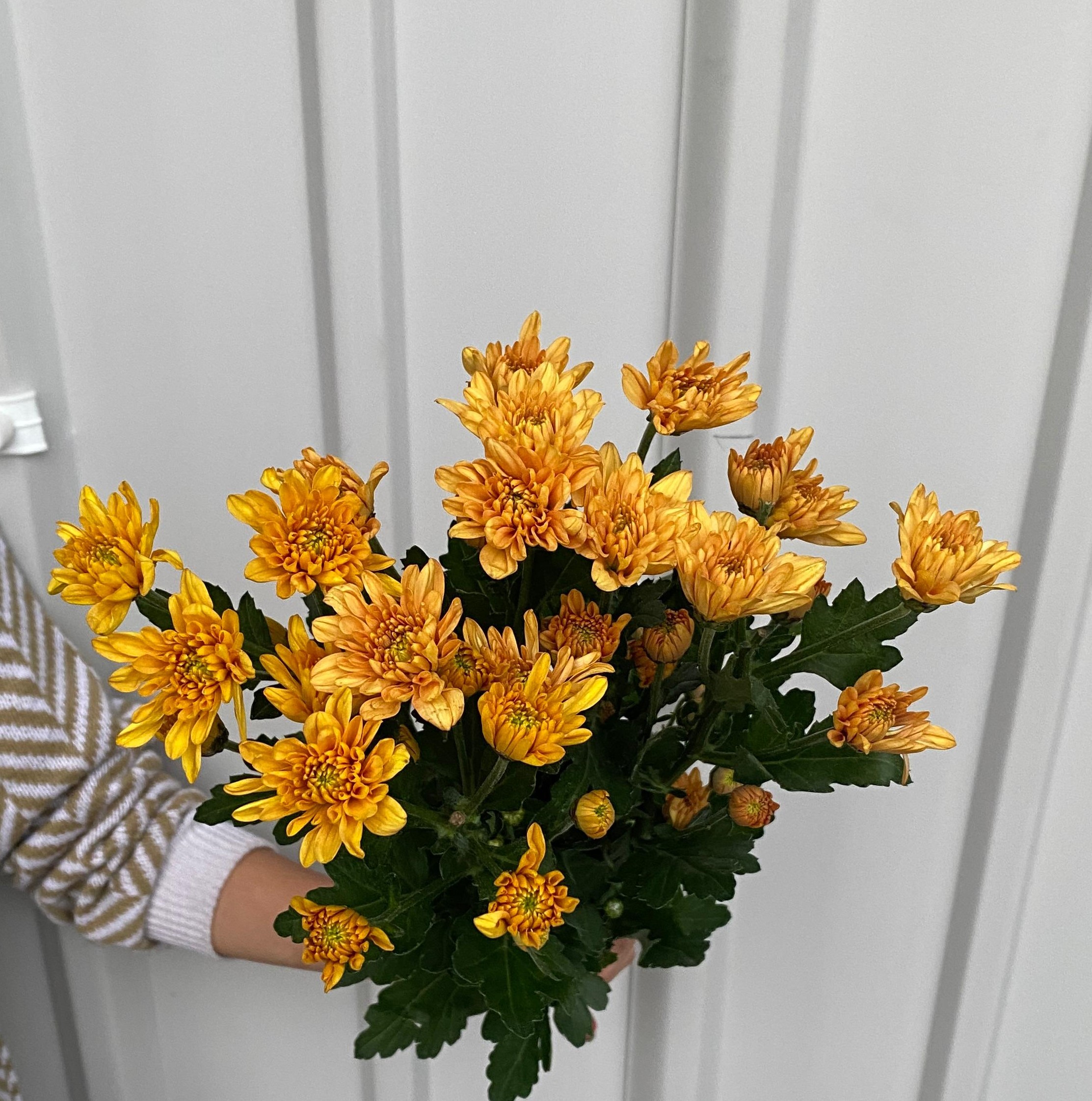 Aster Jimla Orange ( Petani )