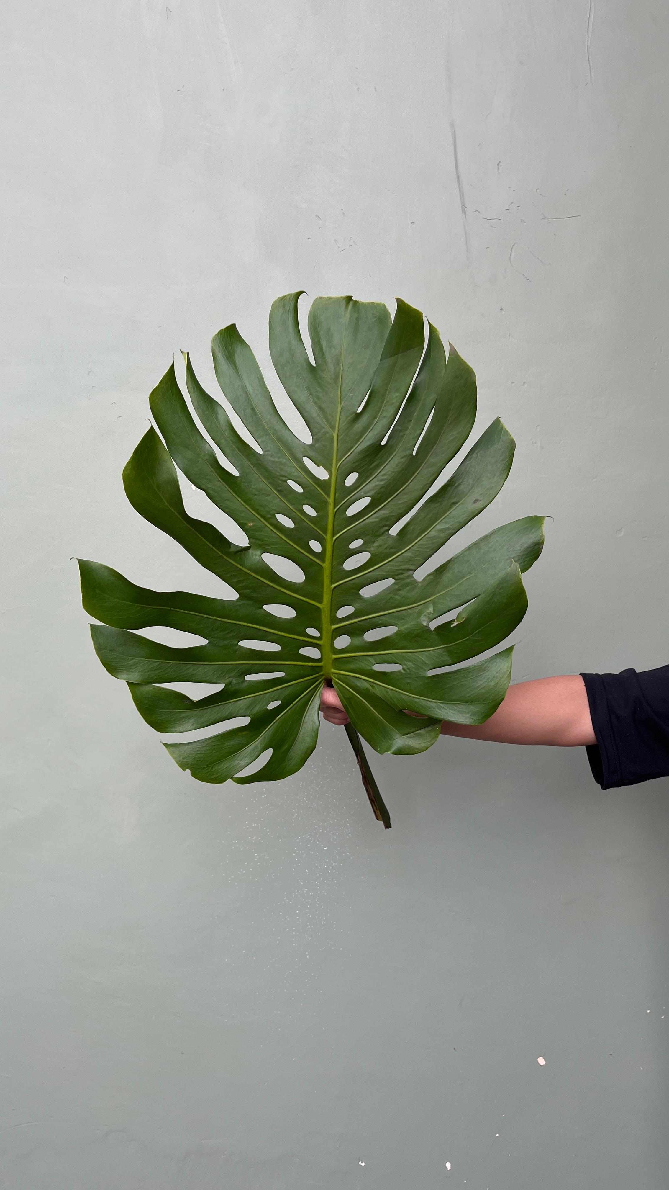 Monstera