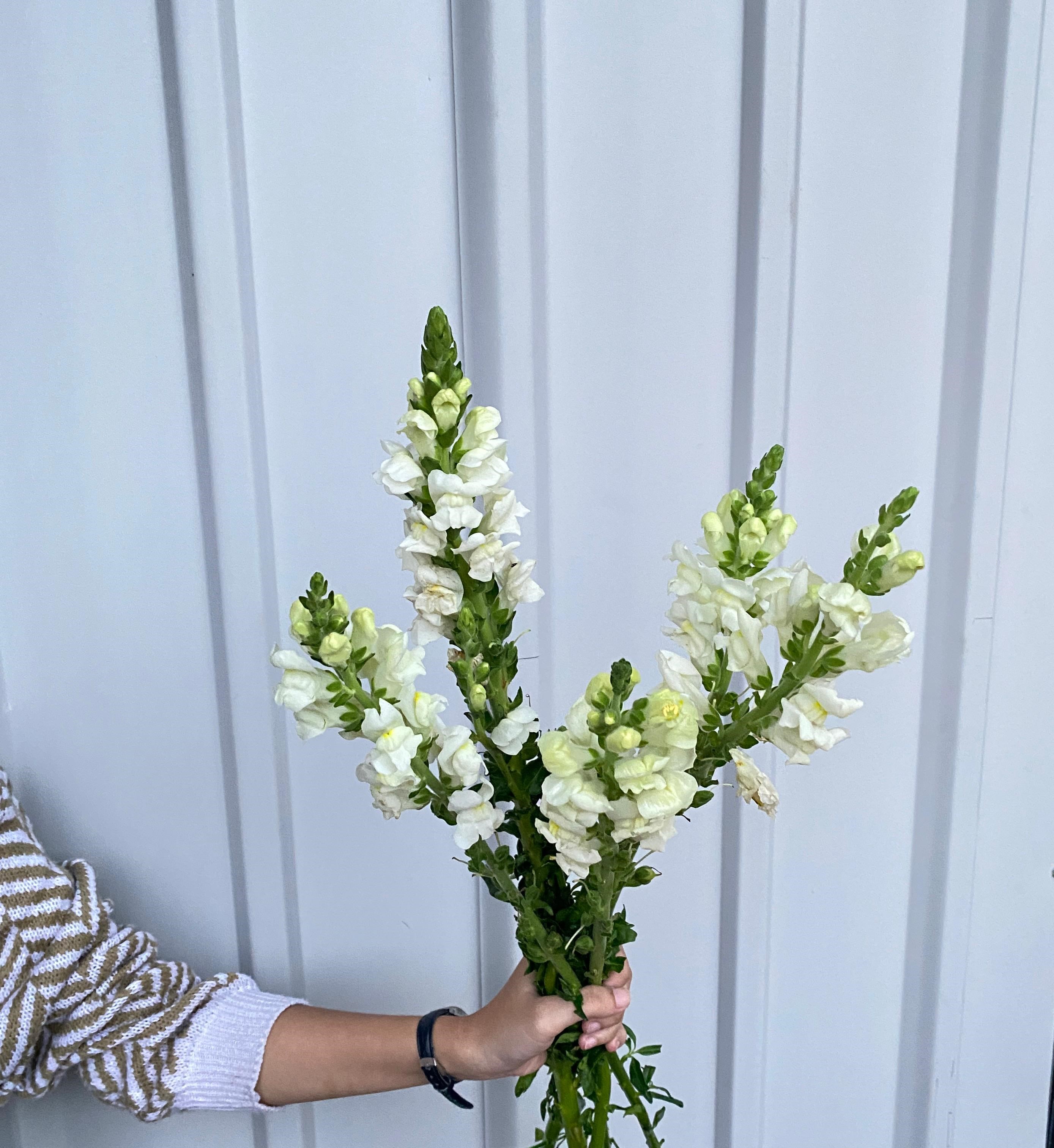 Snapdragon Putih