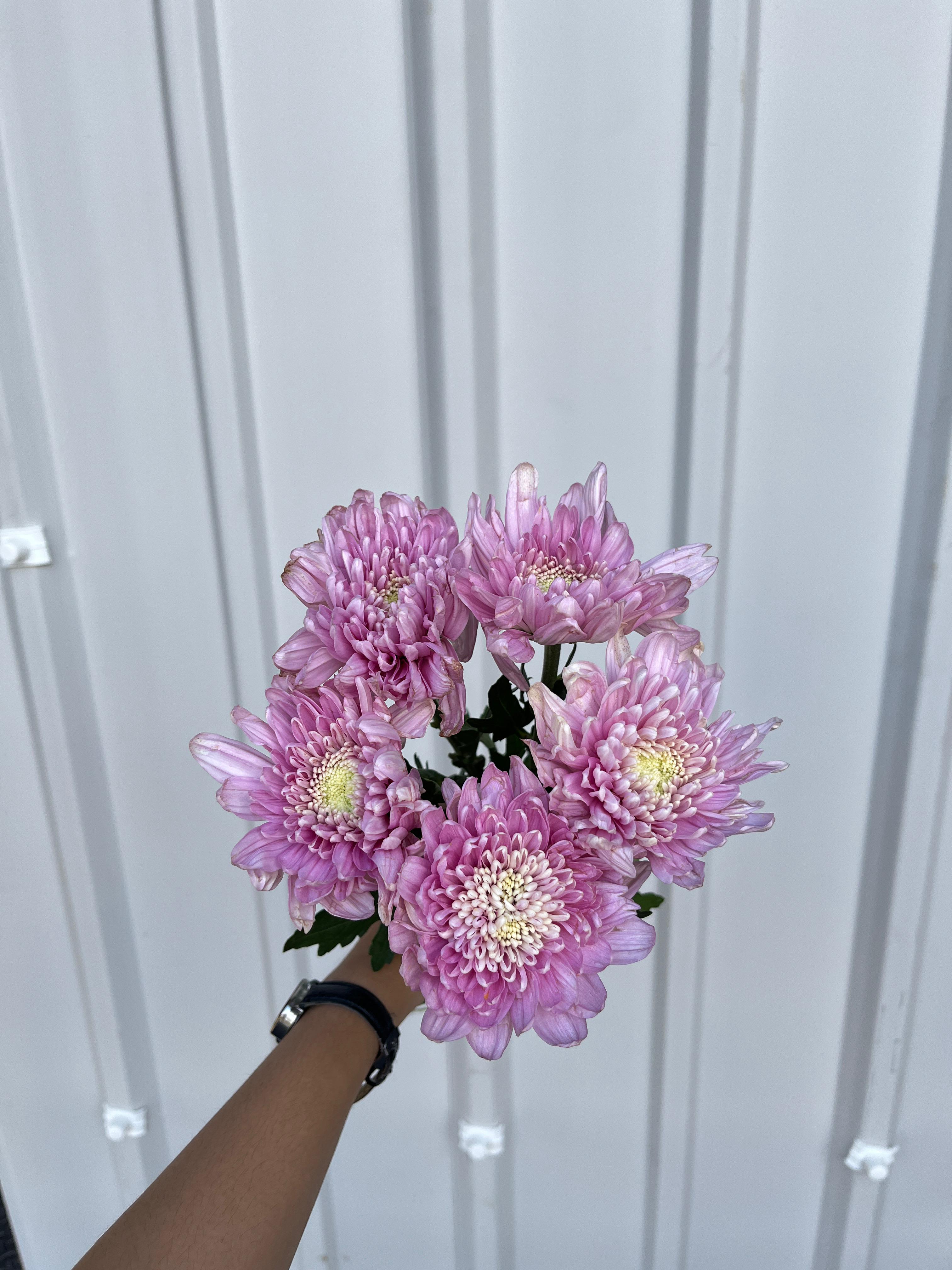 Krisan Pink