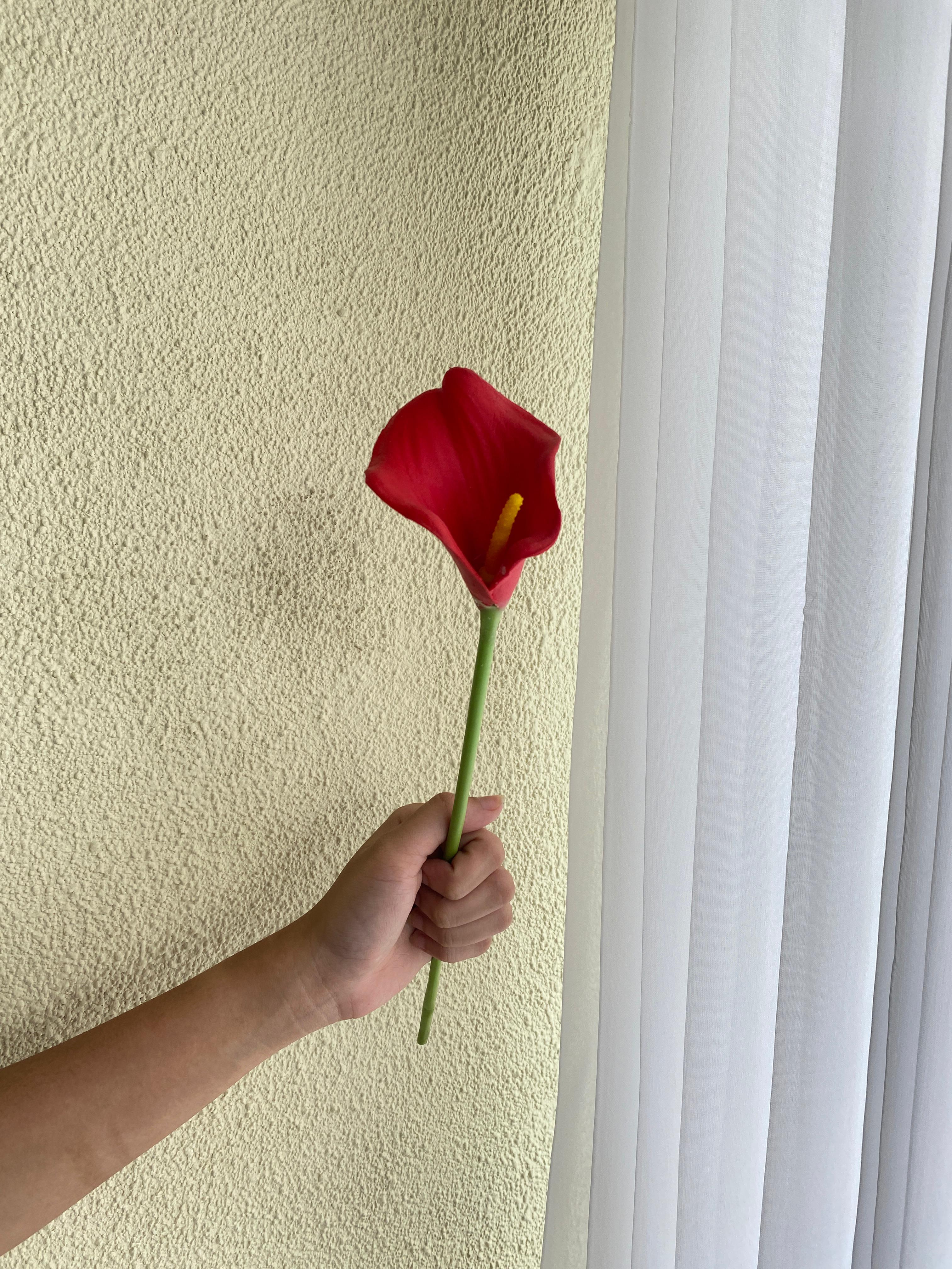 Calla Lily Merah