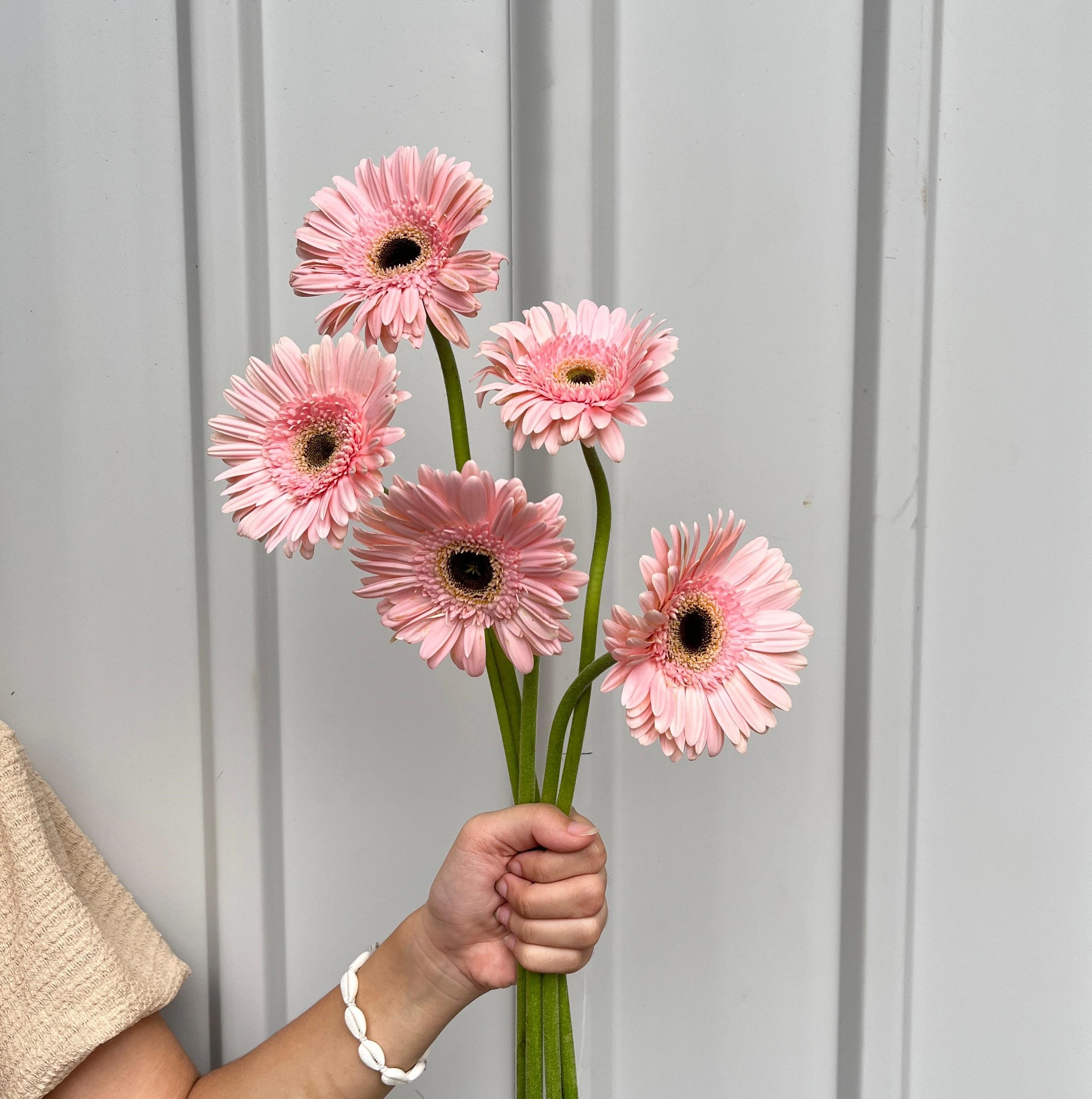 Gerbera Pink
