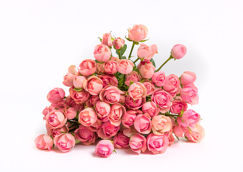 Baby Rose