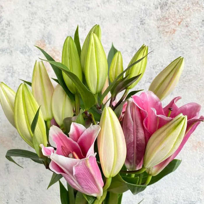 Cassablanka Lily Pink