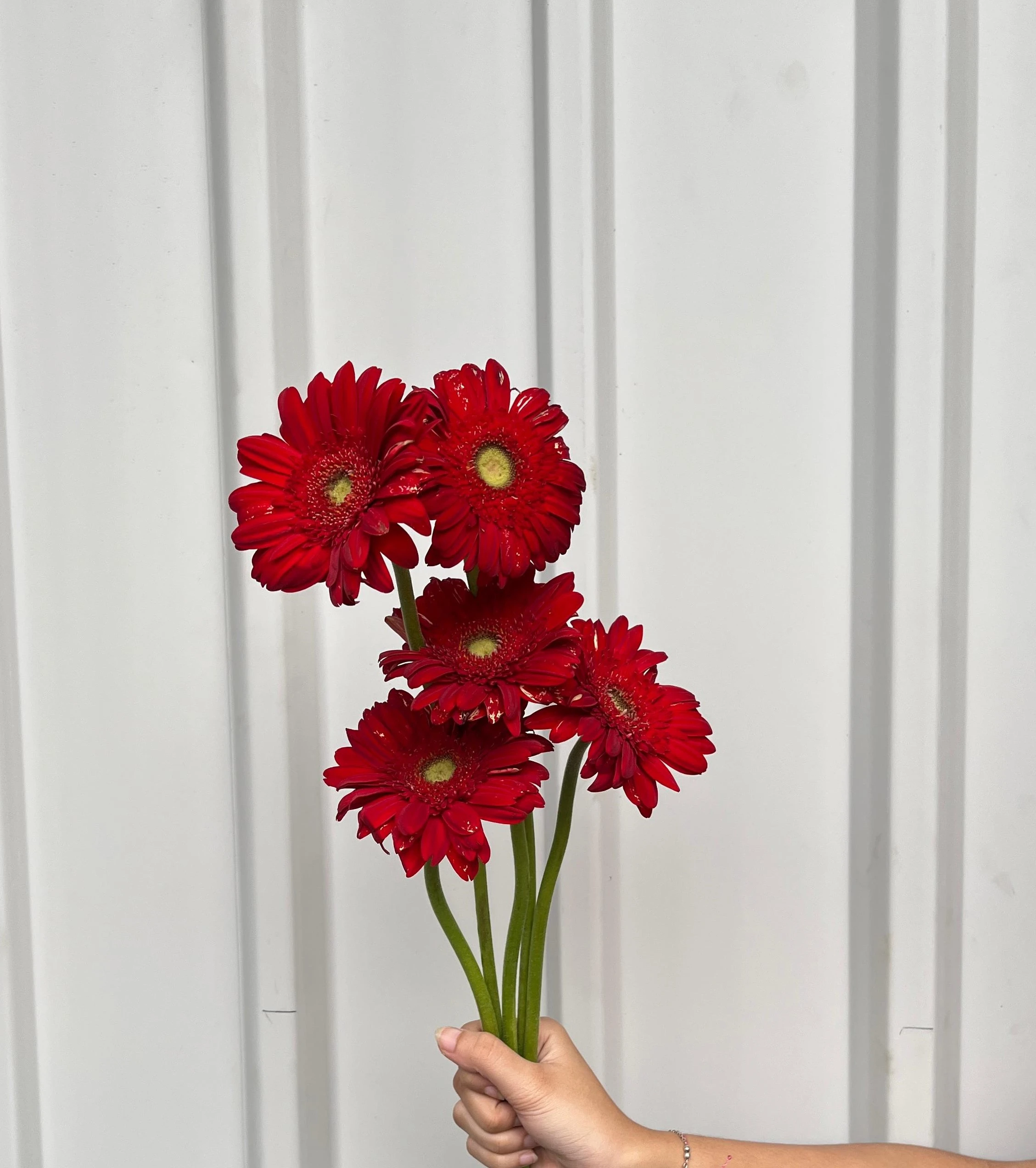 Gerbera Merah