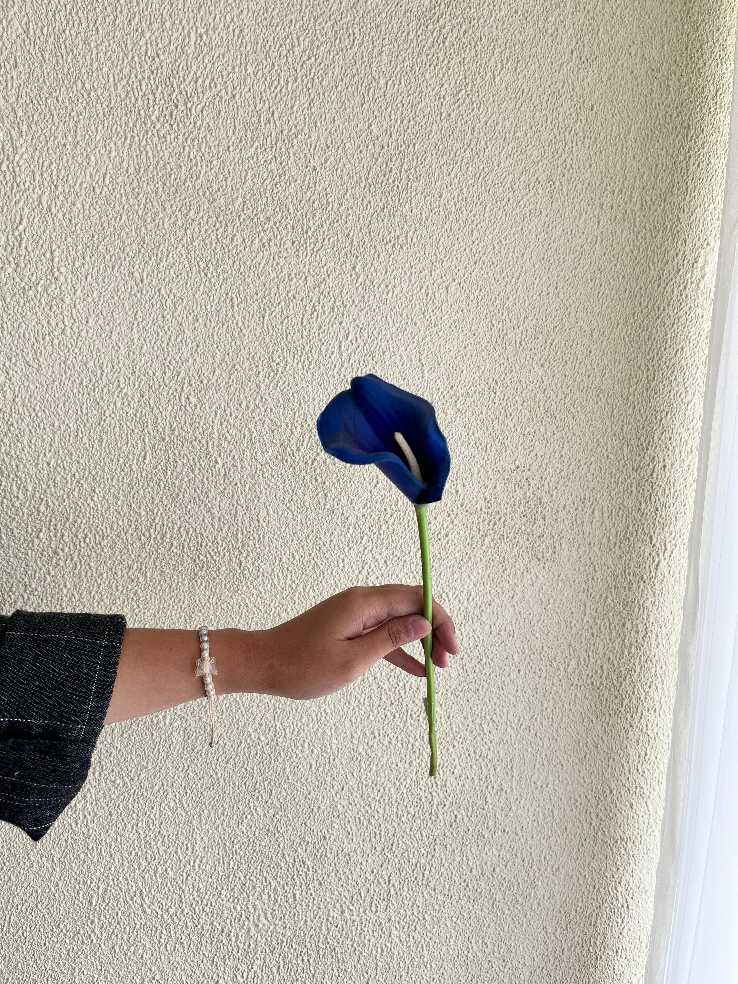 Calla Lily Biru