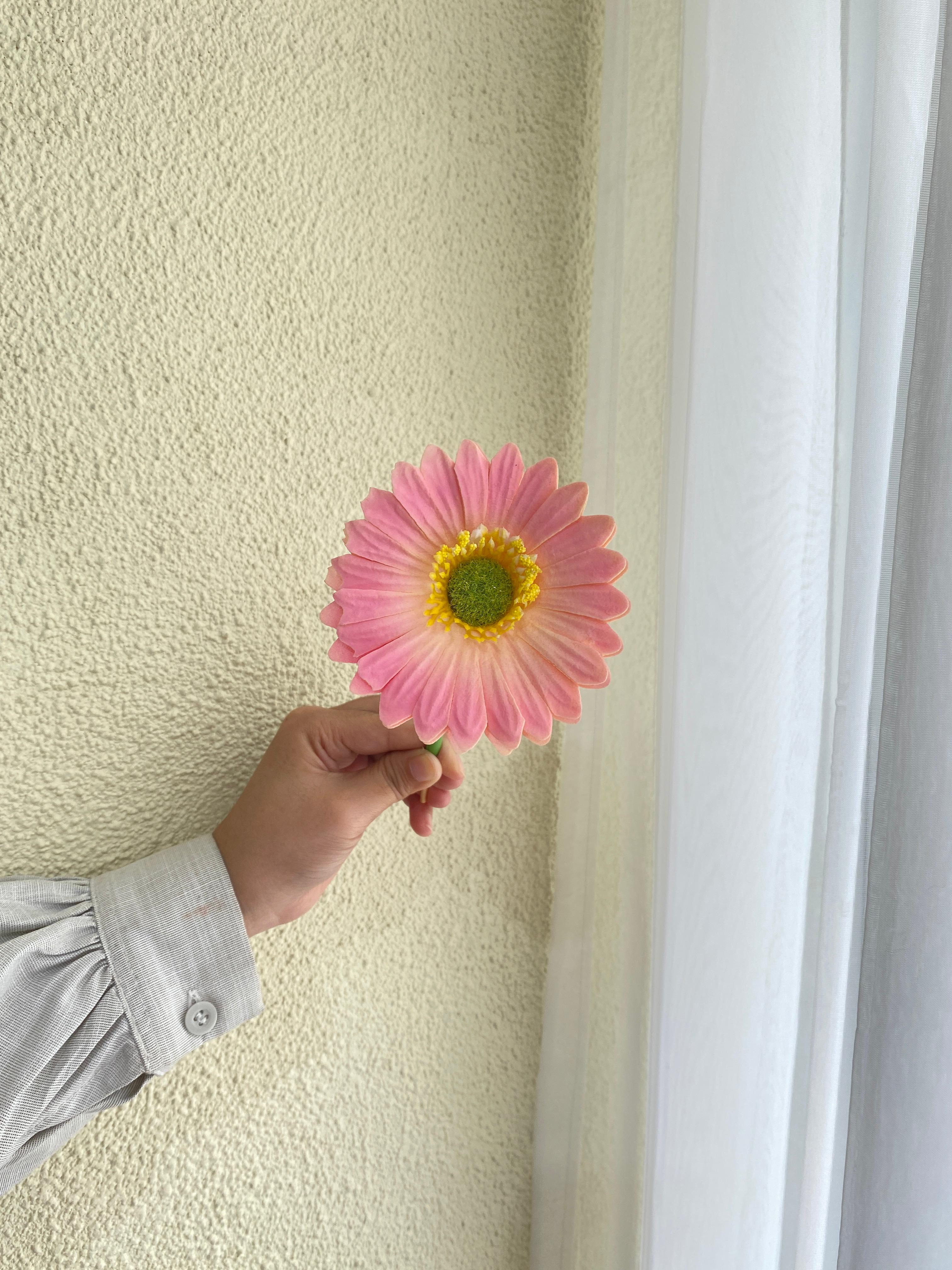 Garbera Pink
