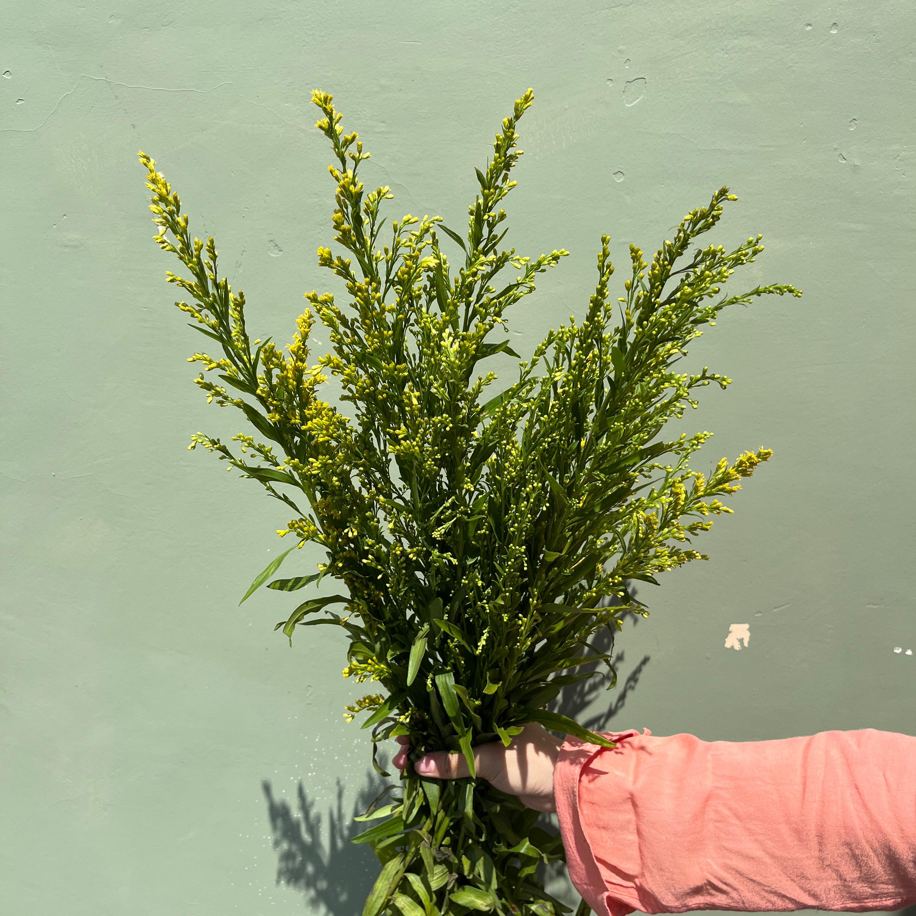 Solidago