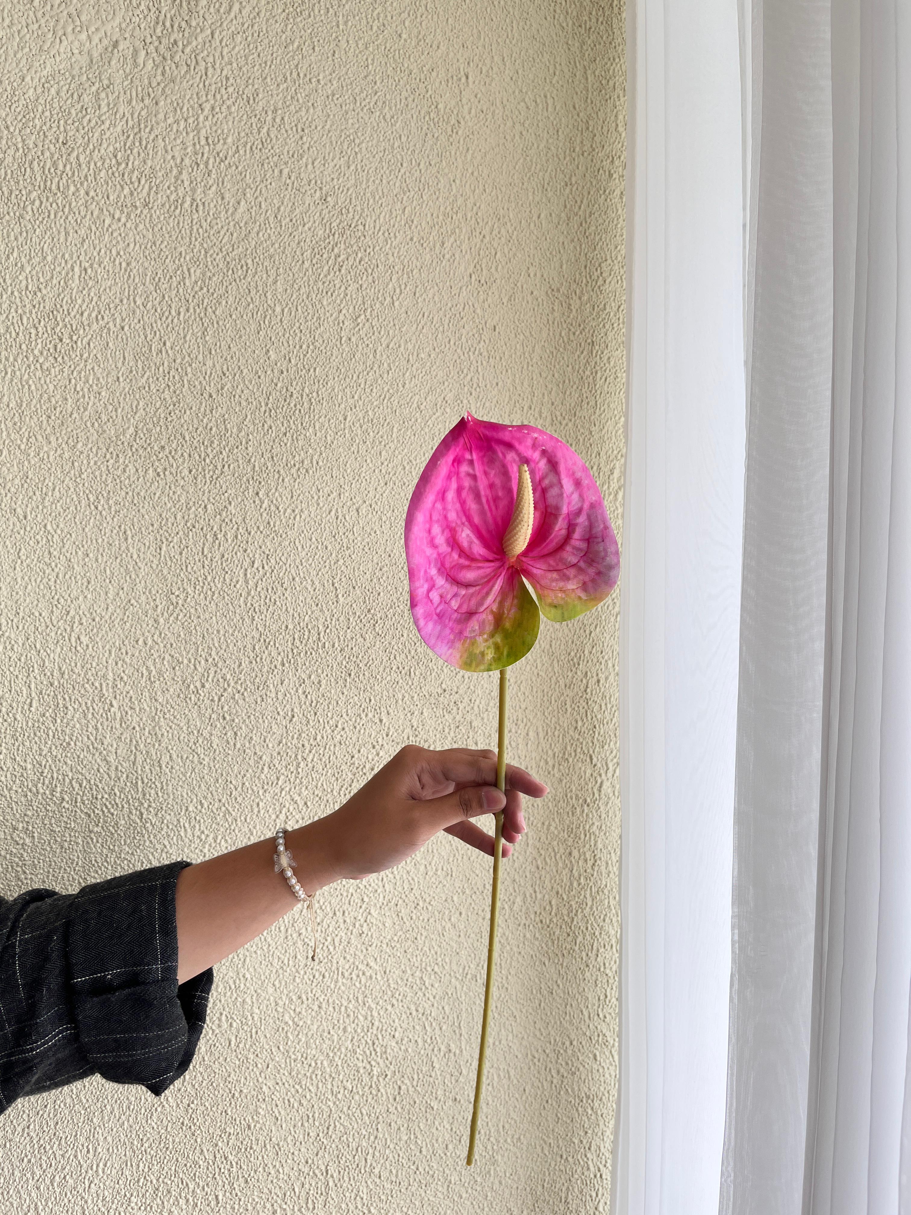 Anthurium Pink