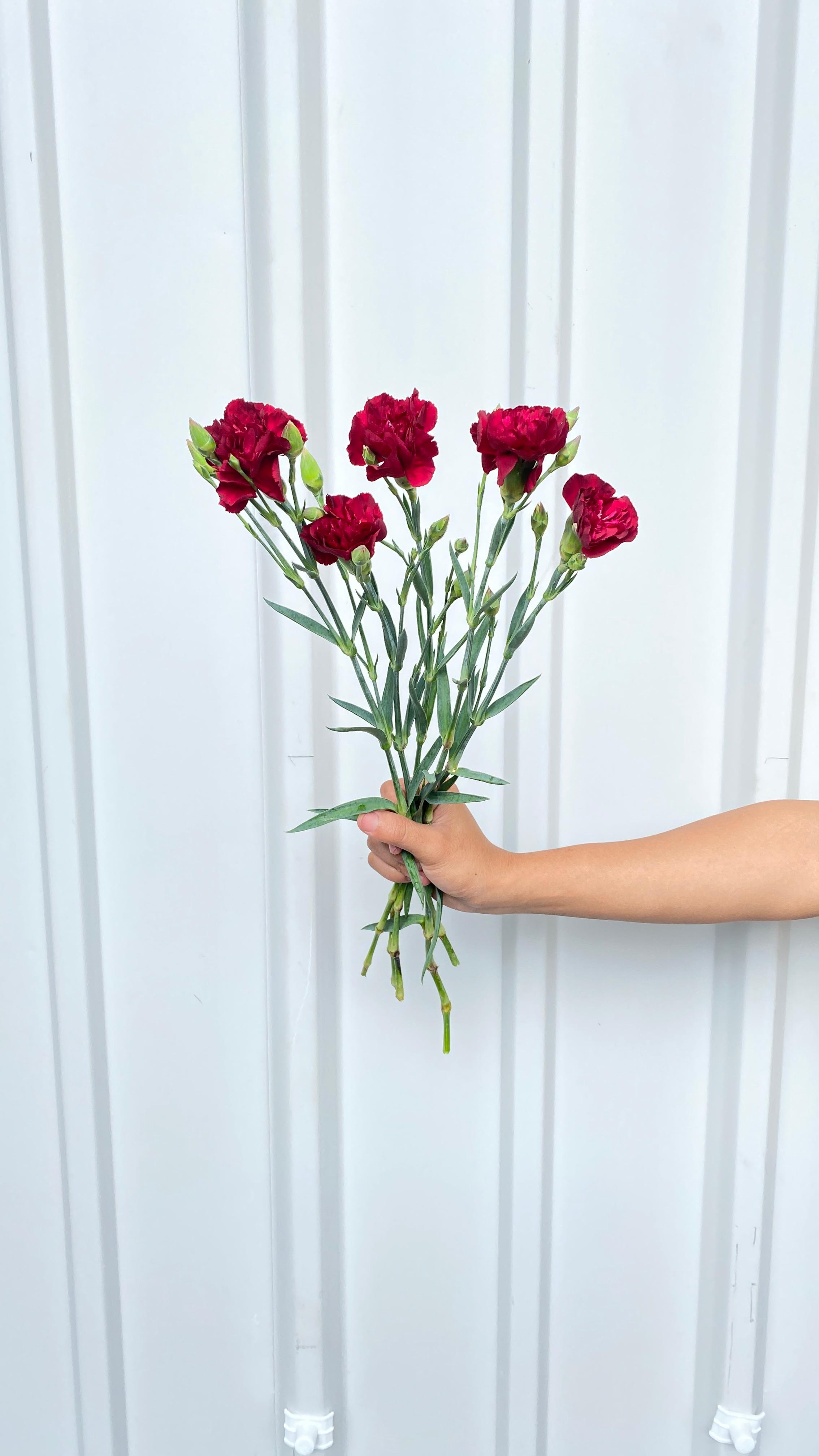Carnation Merah