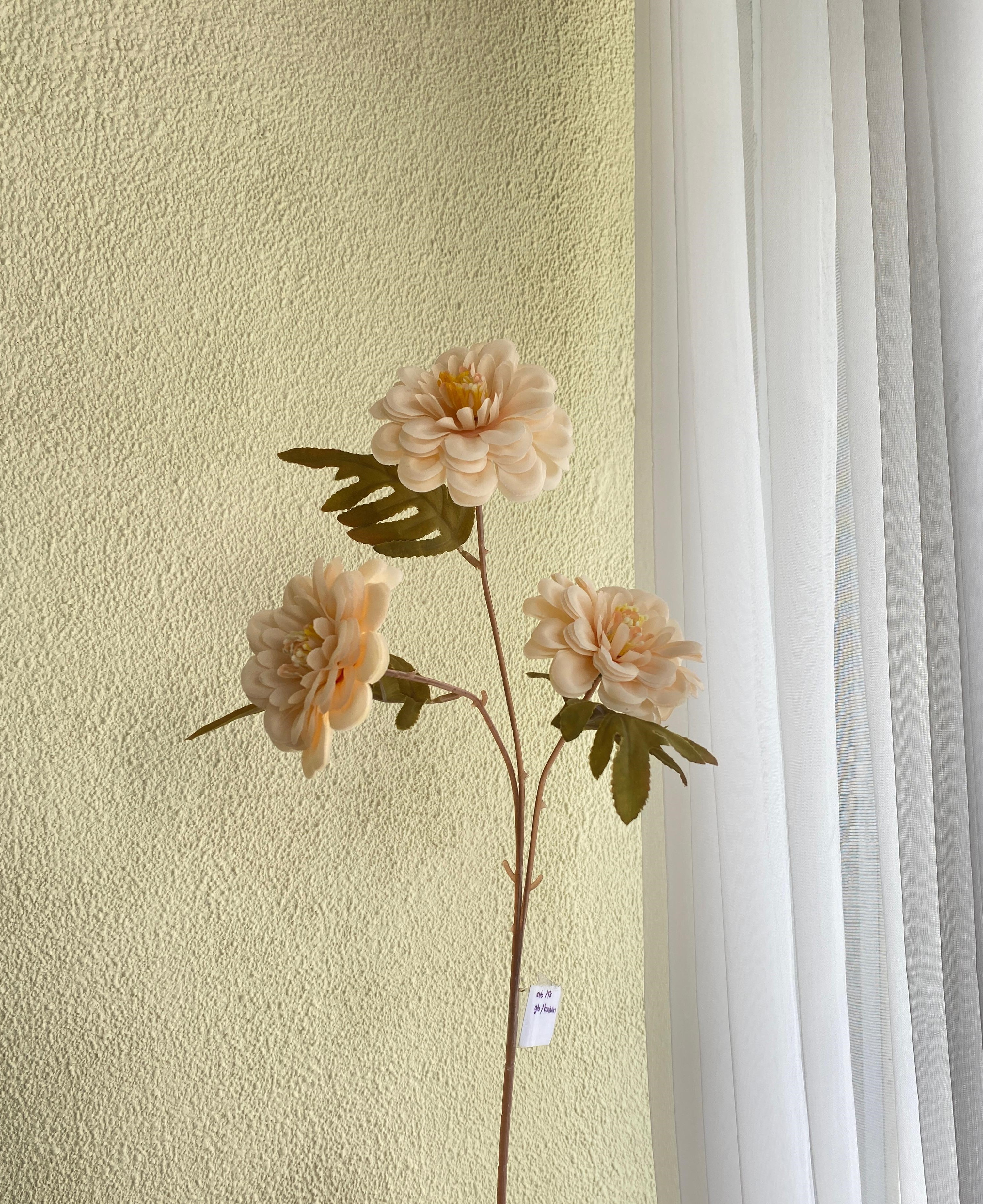 Dahlia Peach