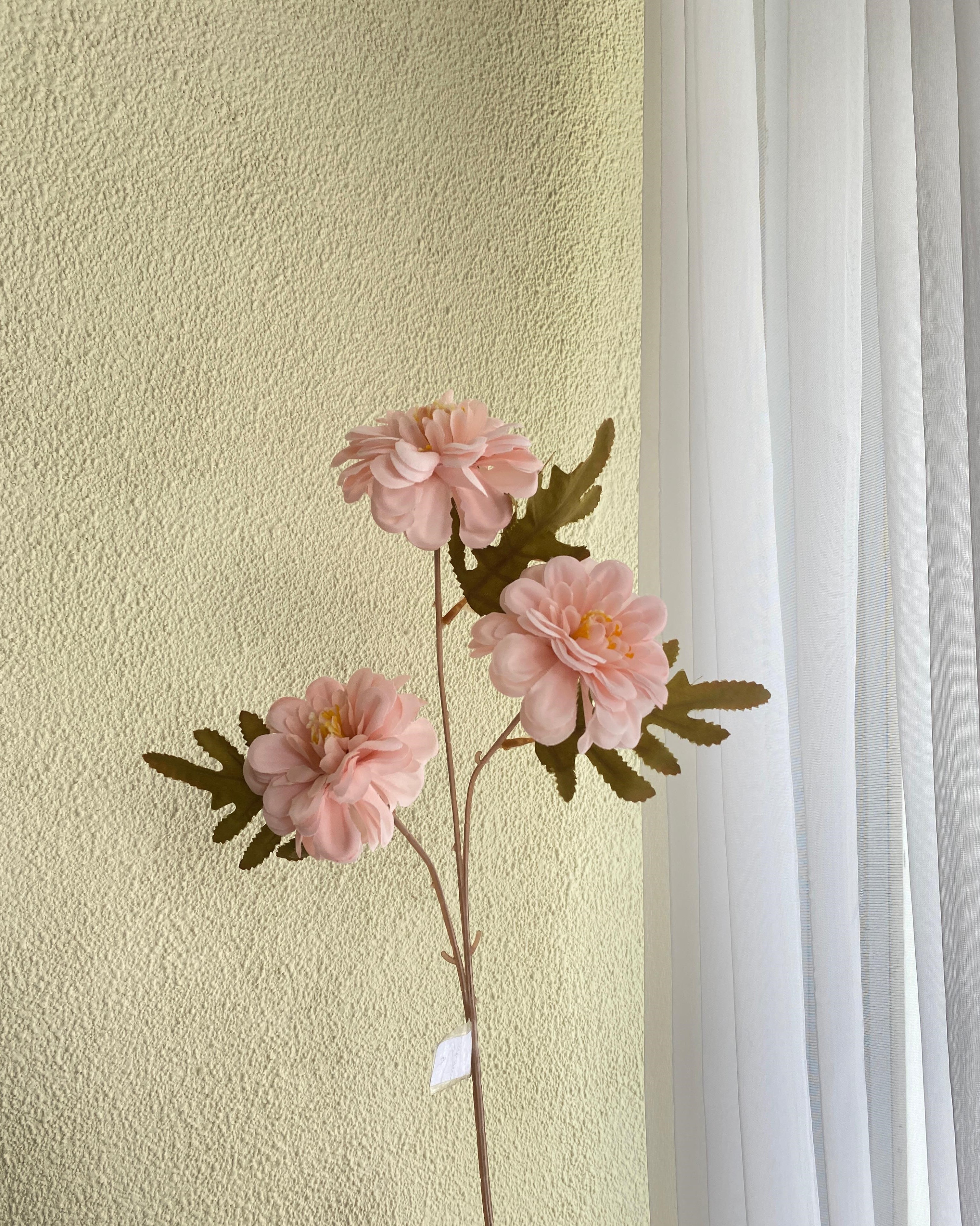 Dahlia Pink