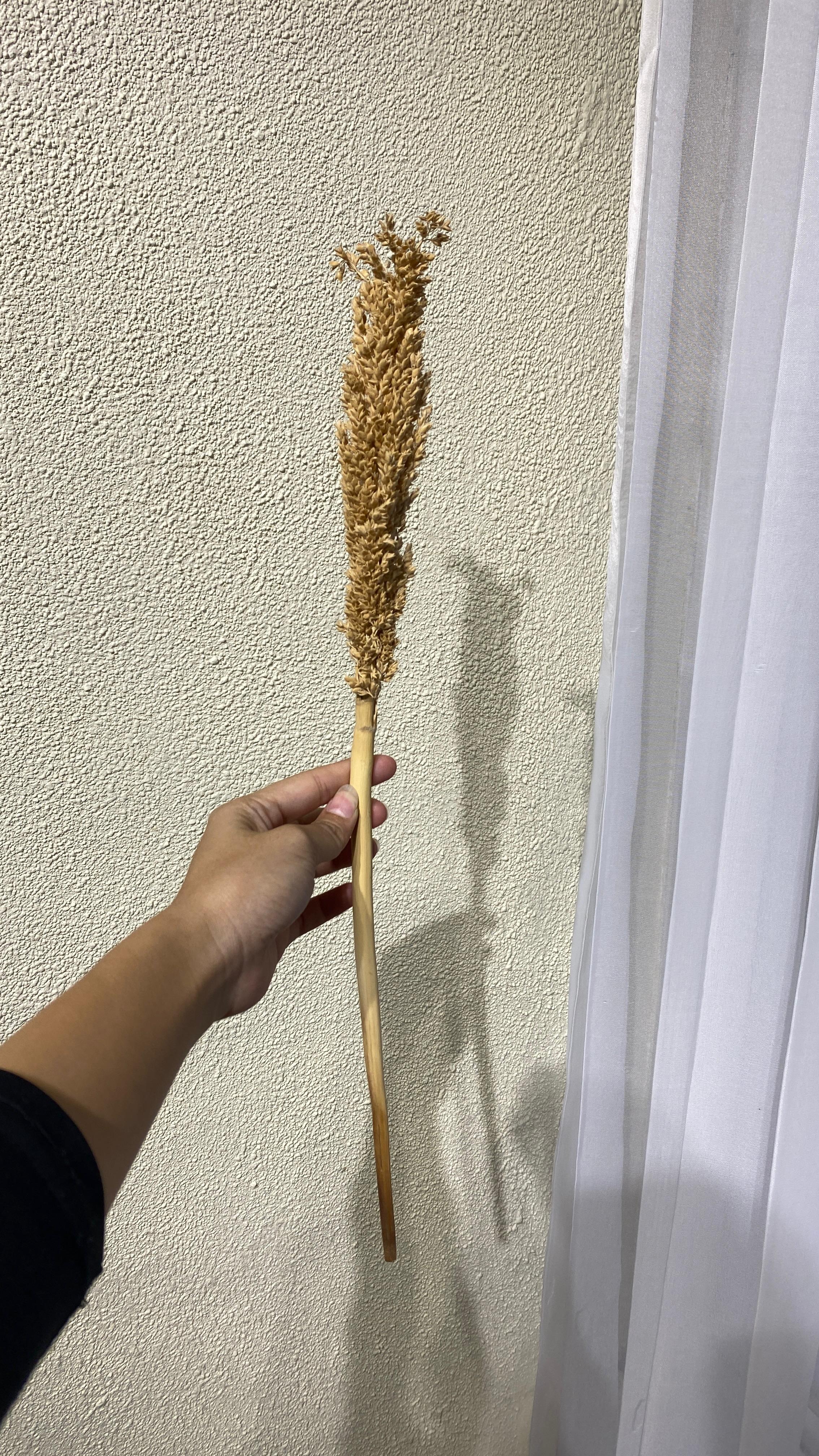 Daun kering
