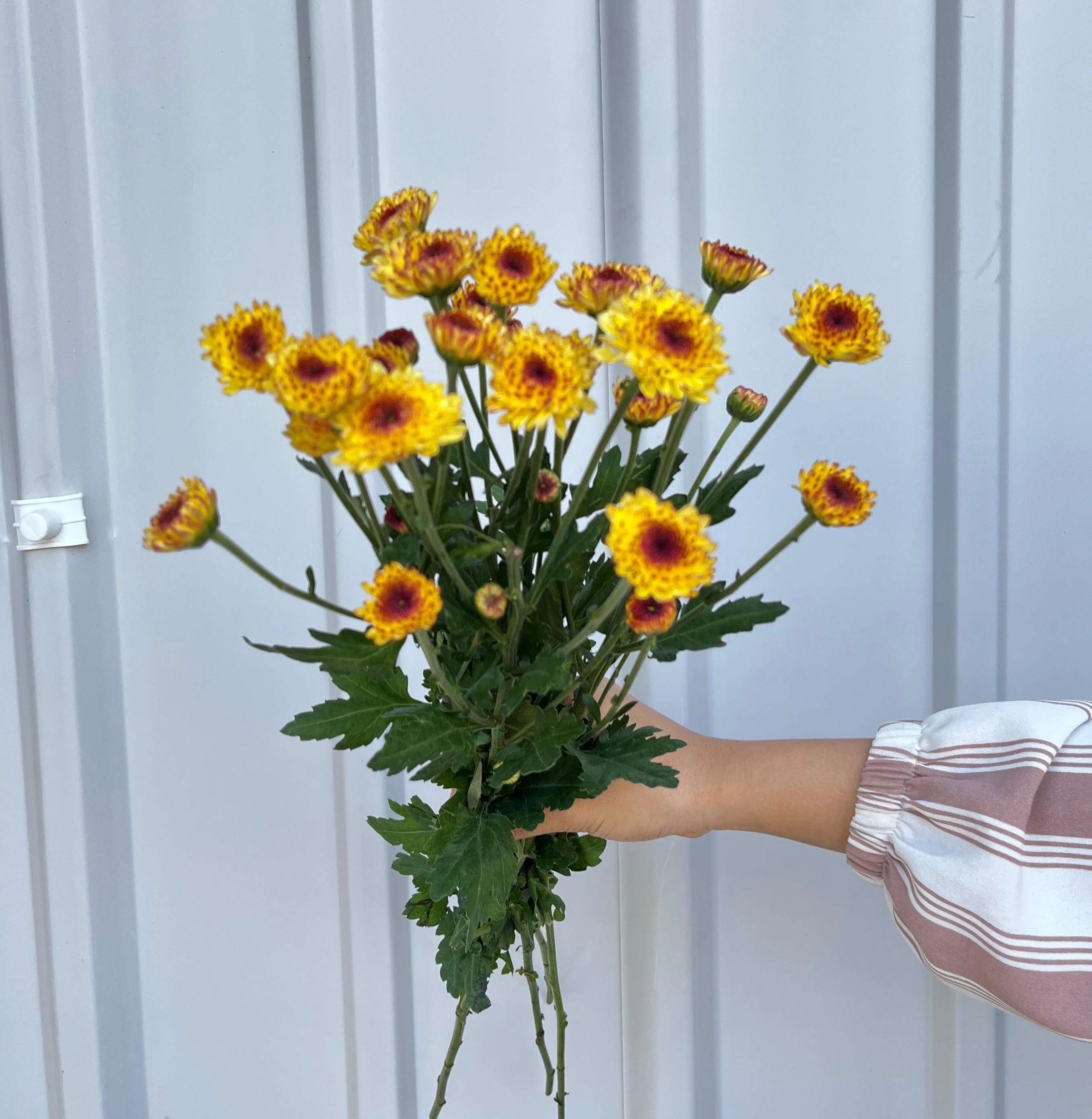 Aster Lolipop Kuning