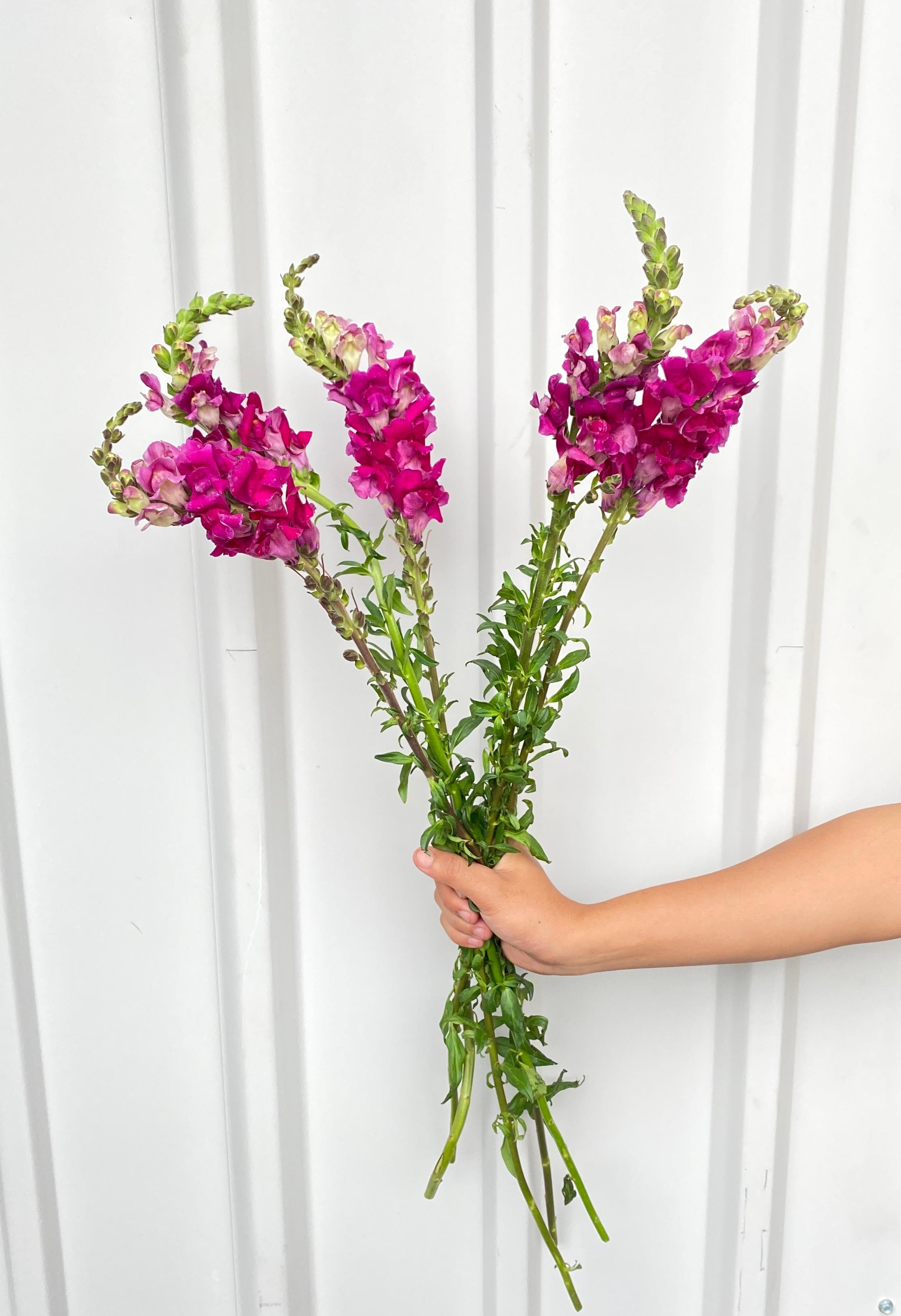 Snapdragon Ungu
