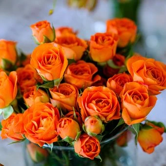 Mawar orange grade A