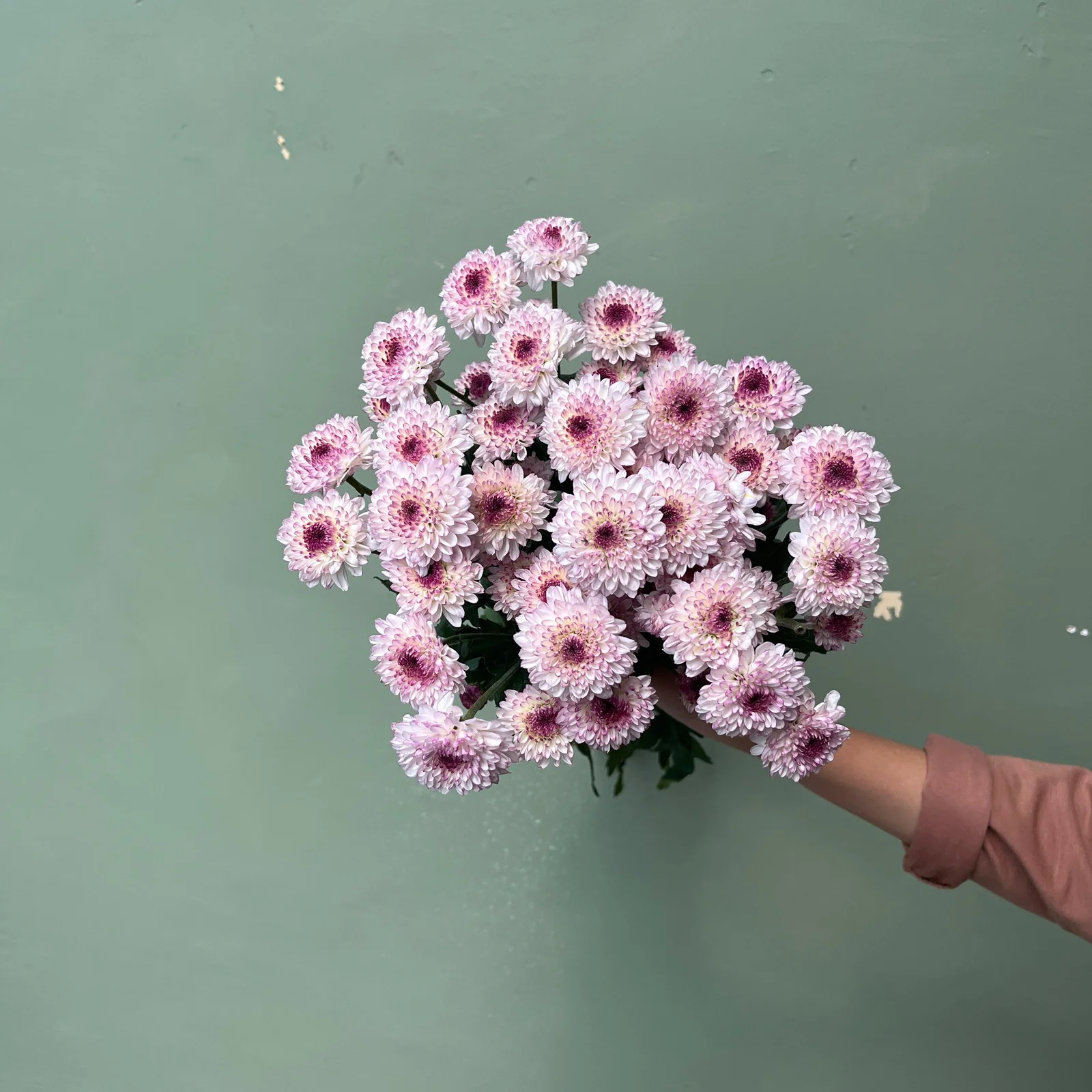 Aster Lolipop Pink - Petani