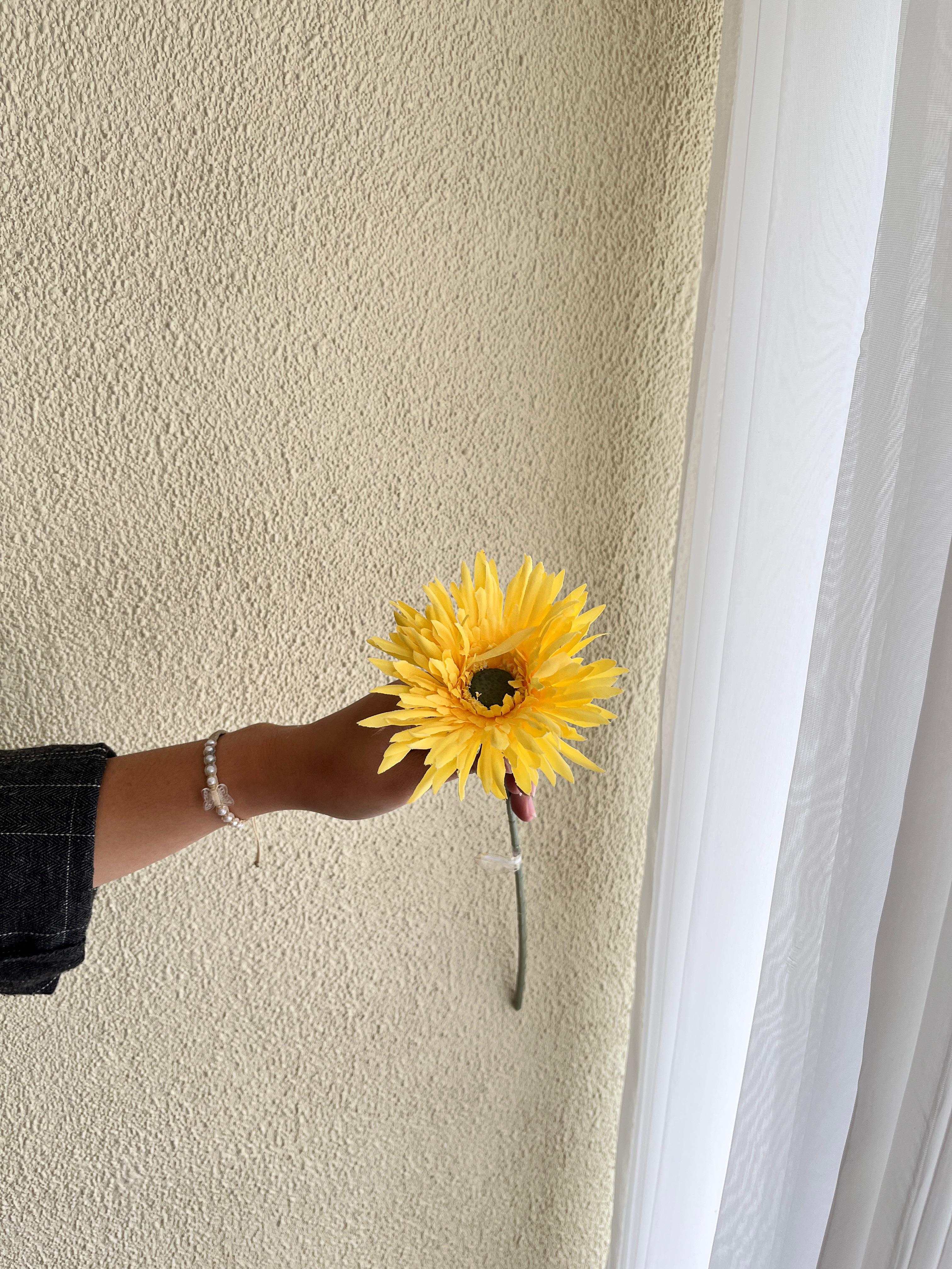 Gerbera Import Peach