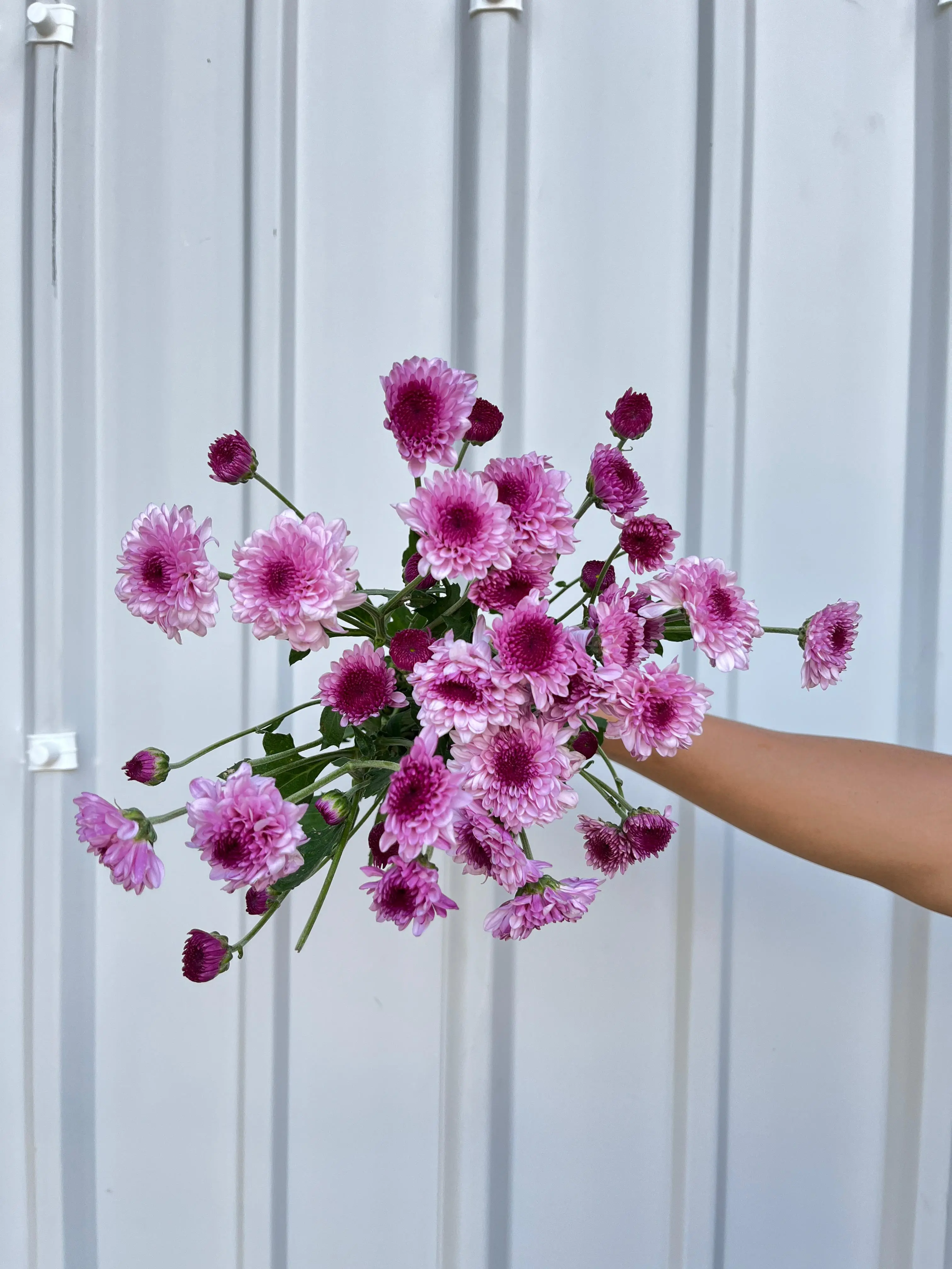 Aster Lolipop Ungu - Petani
