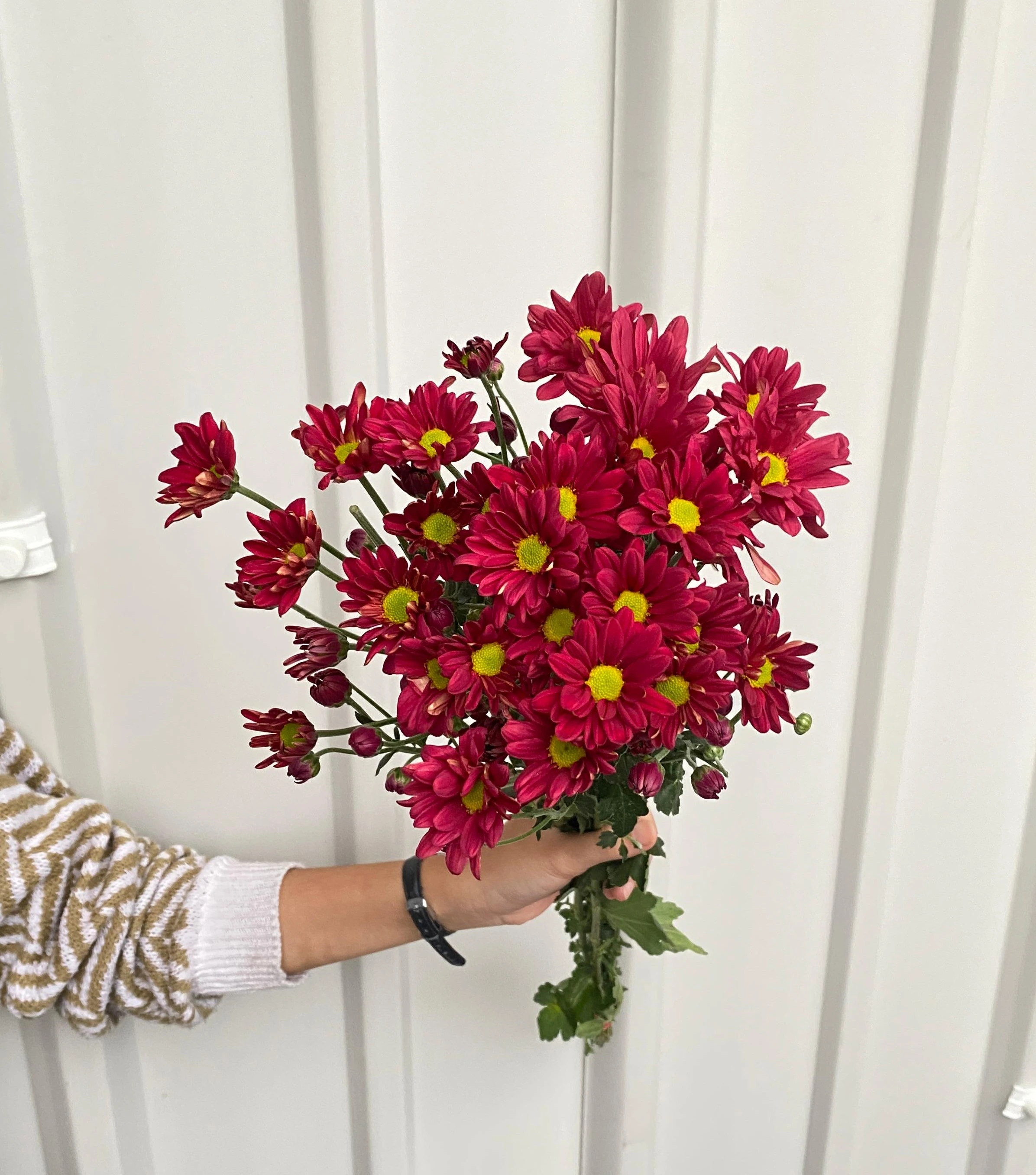 Aster Reagen Merah Petani