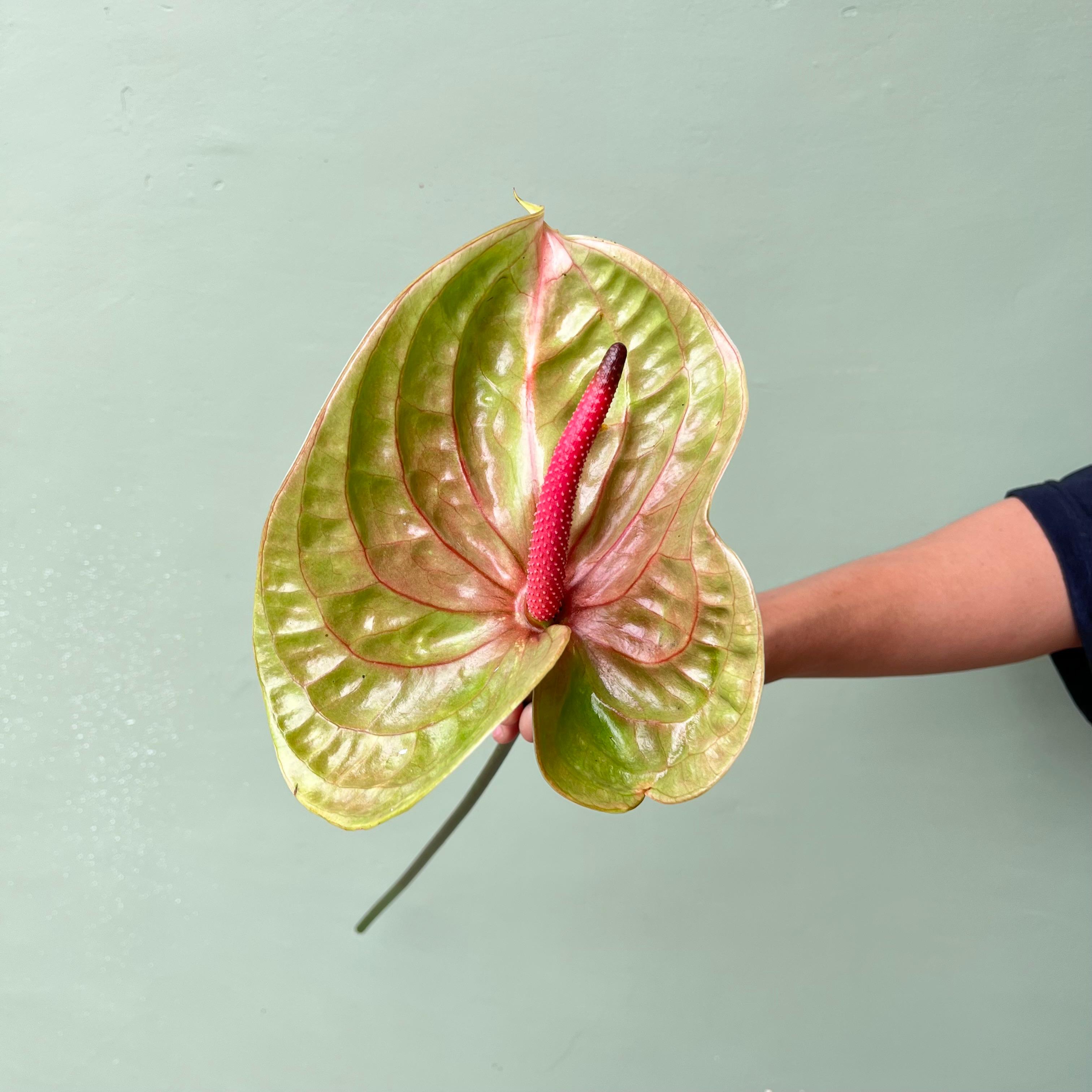Anthurium Hijau