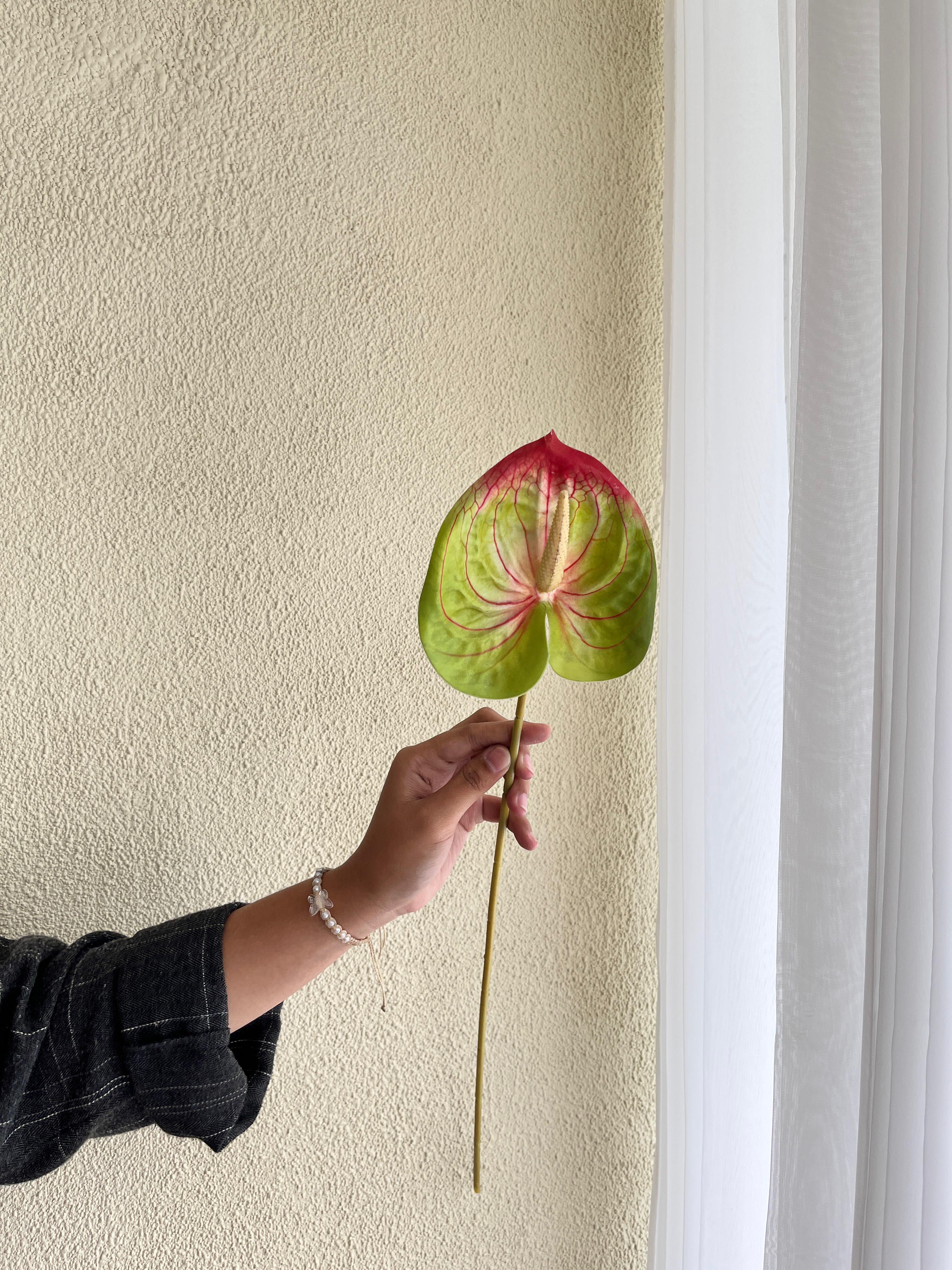 Anthurium Hijau