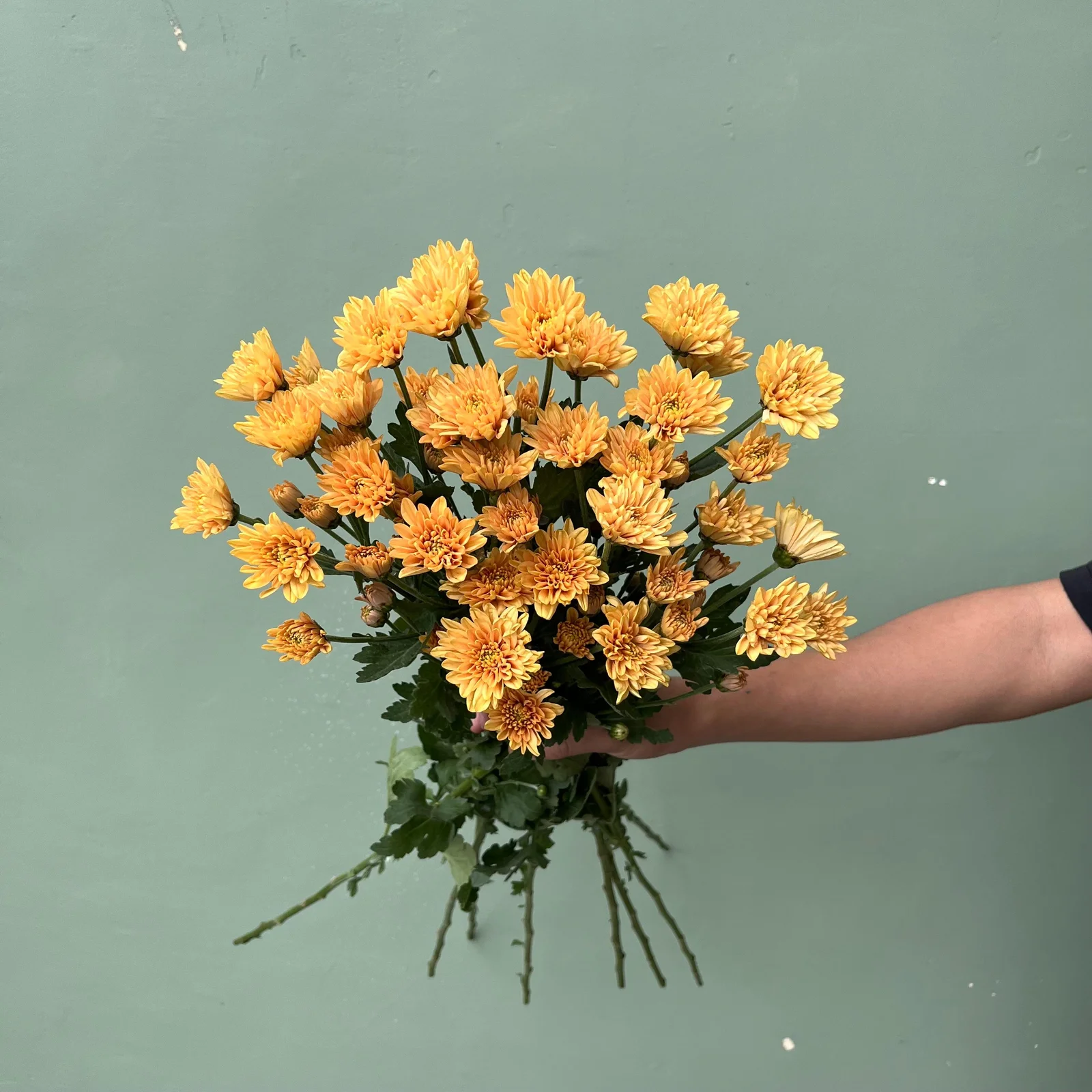 Aster Jimla Orange petani