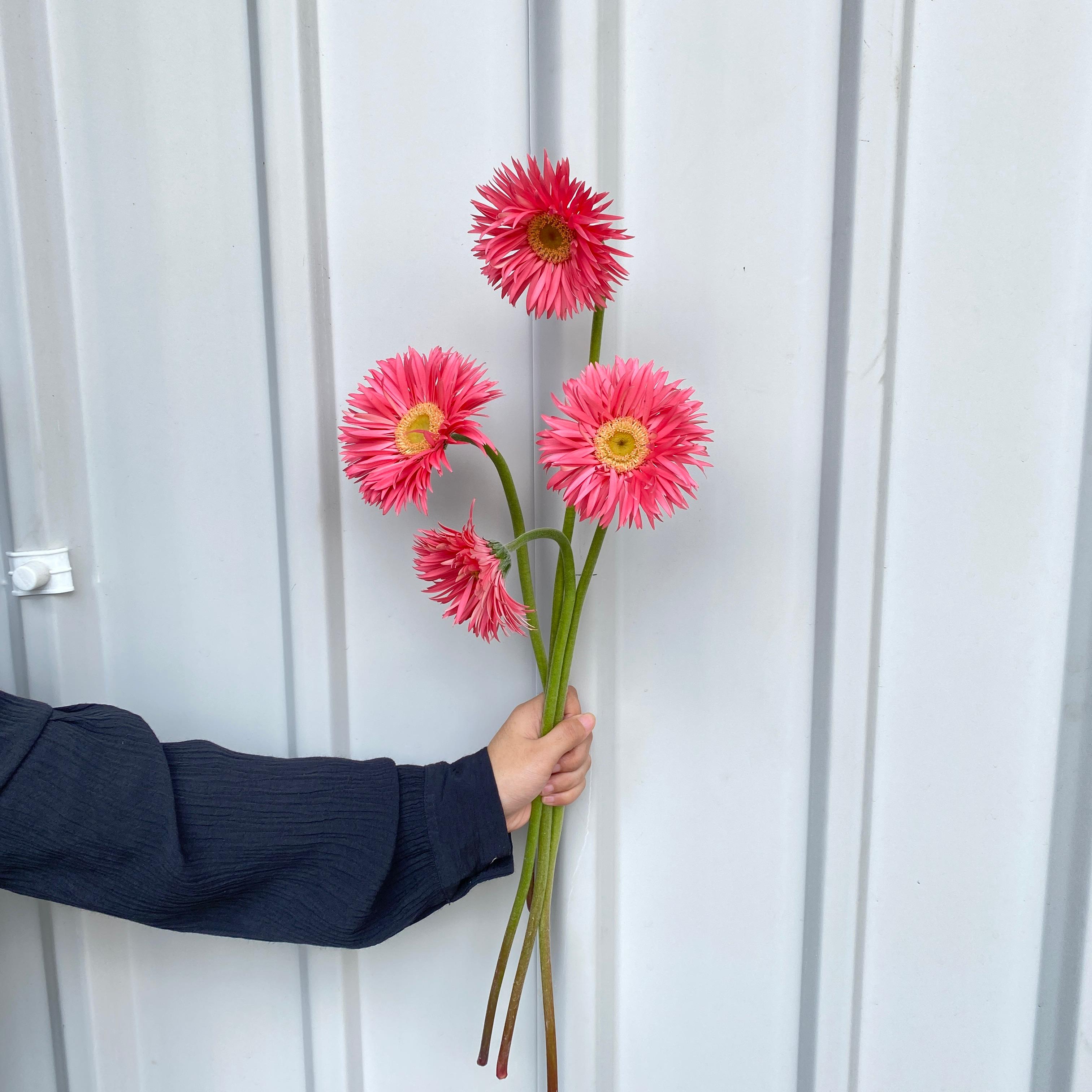Gerbera Pink Terang Import